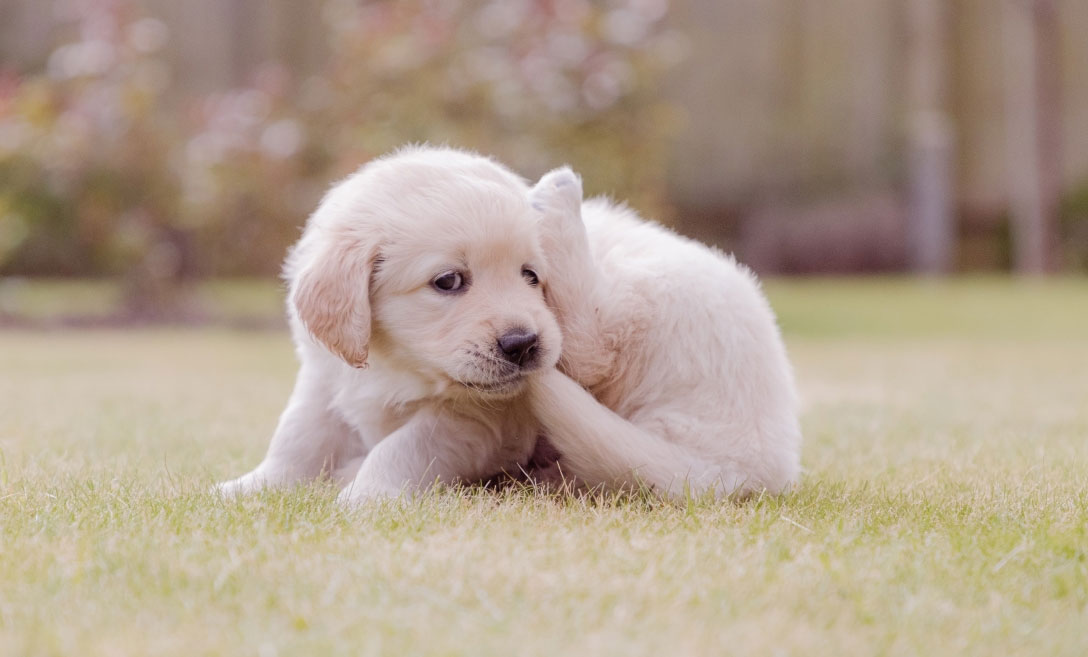 Un chiot qui court après sa queue - raisons