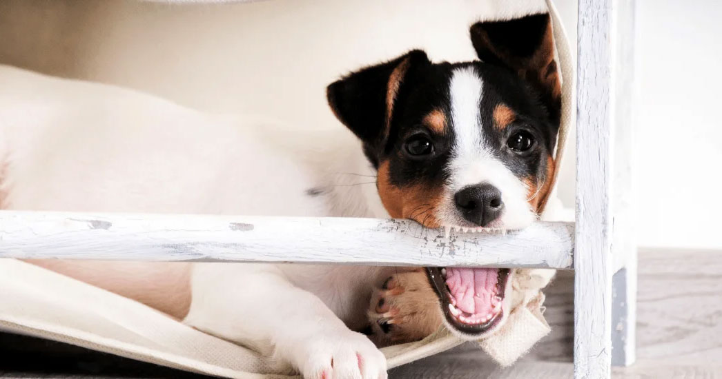 Pourquoi mon chien mâche-t-il les meubles et déchire-t-il le papier peint ?