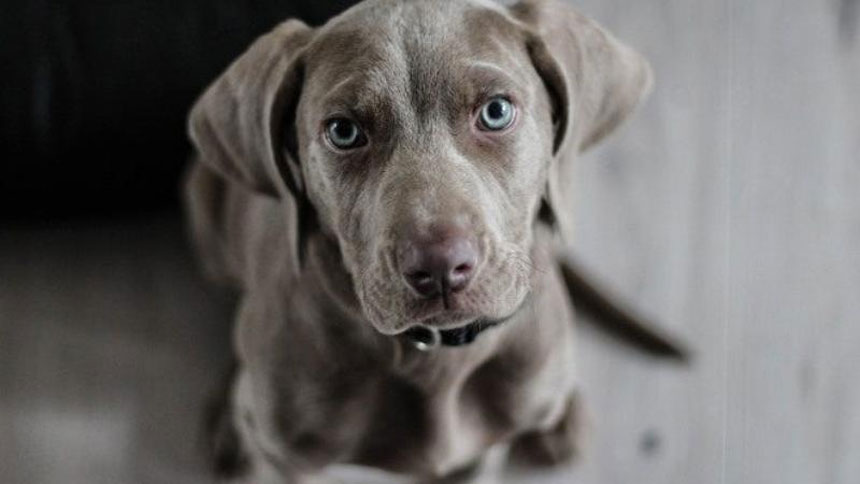Le désir de déchirer le papier peint, de mâcher les murs et les meubles en raison du stress chez les chiens