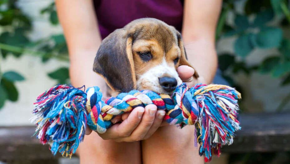 Comment empêcher un chiot de tout mâcher