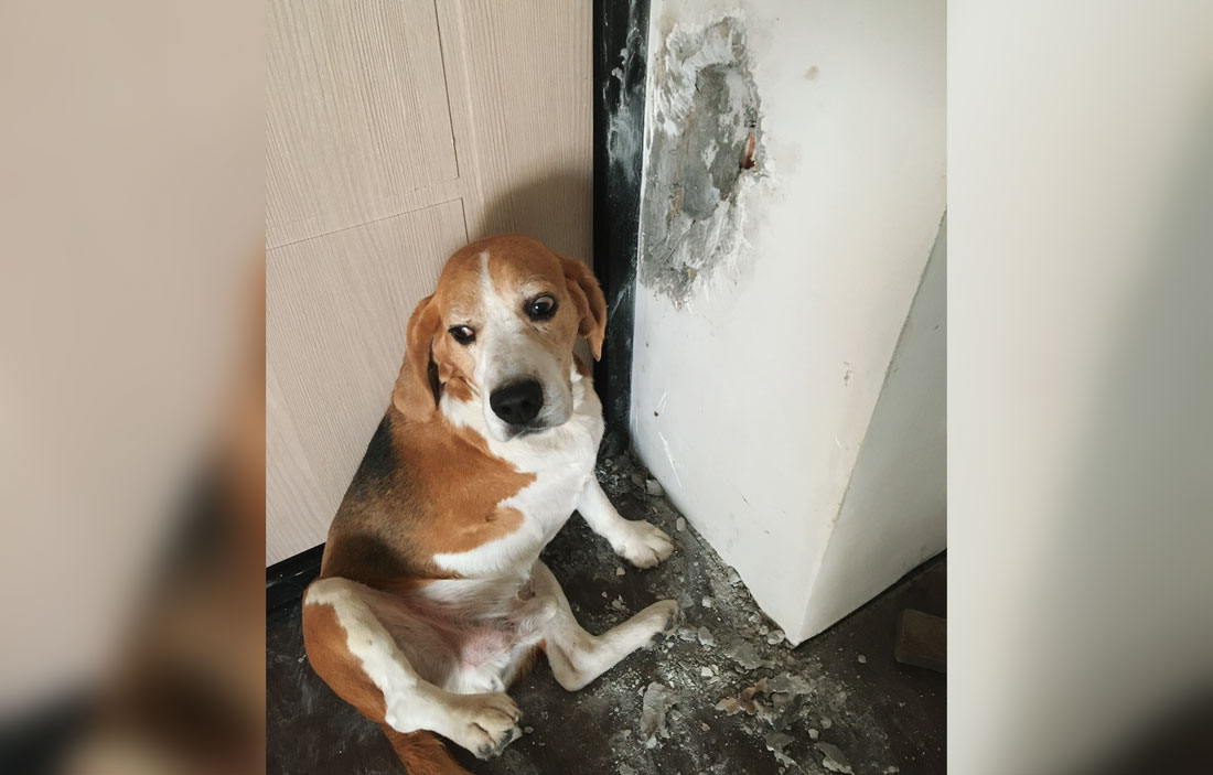 Pourquoi les chiens rongent-ils les murs et comment leur faire perdre cette habitude ?