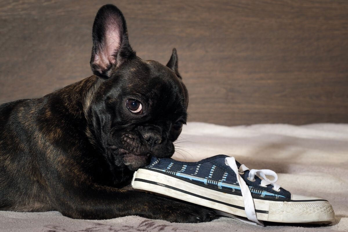 Comment empêcher un chiot de mâcher des chaussures
