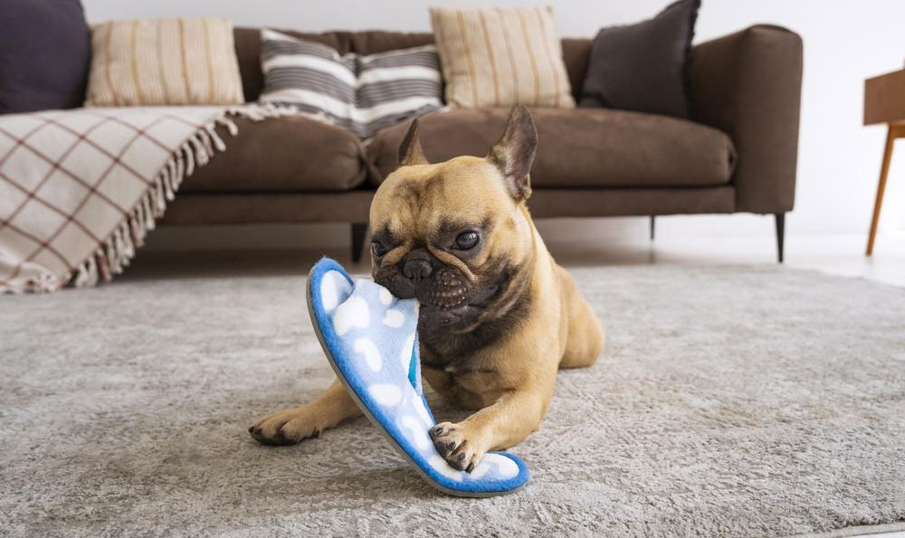 Pourquoi les chiens mâchent-ils les chaussures ?