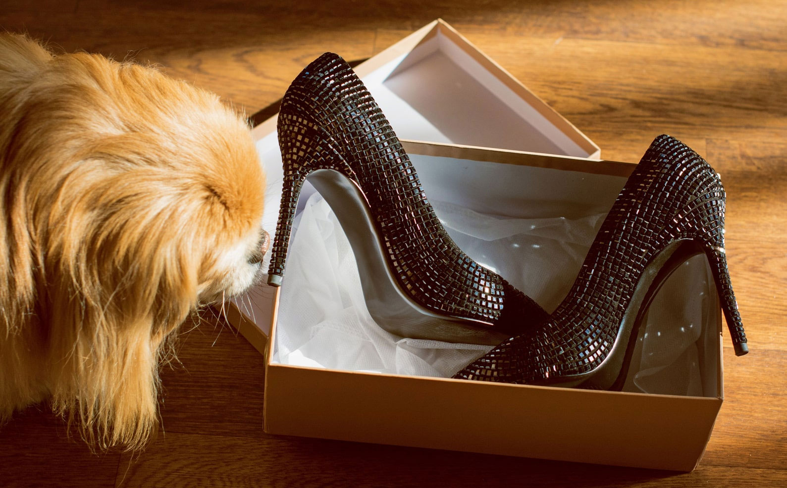Que faire si votre chien commence à mâcher vos chaussures