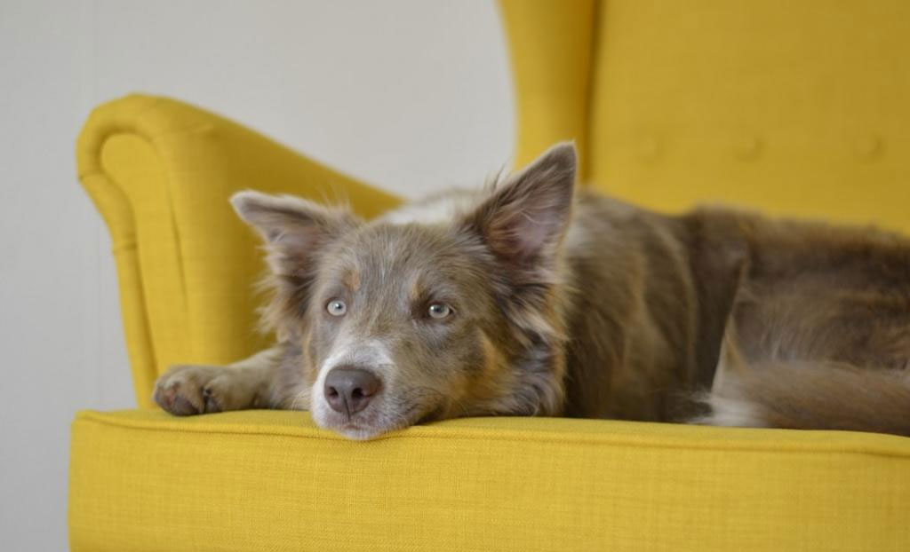 Que faire si votre chien détruit des objets par ennui ?