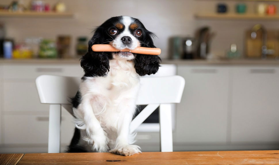 Comment empêcher un chien de prendre de la nourriture sur la table