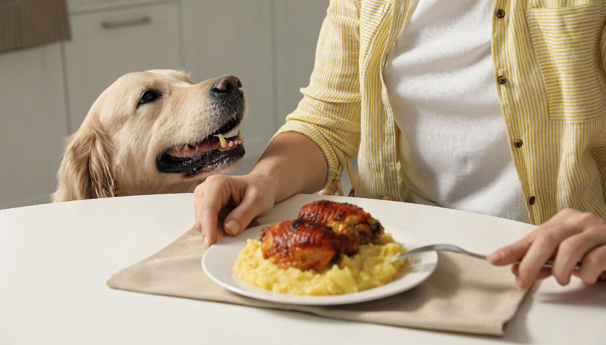 Comment empêcher un chien de voler de la nourriture à table