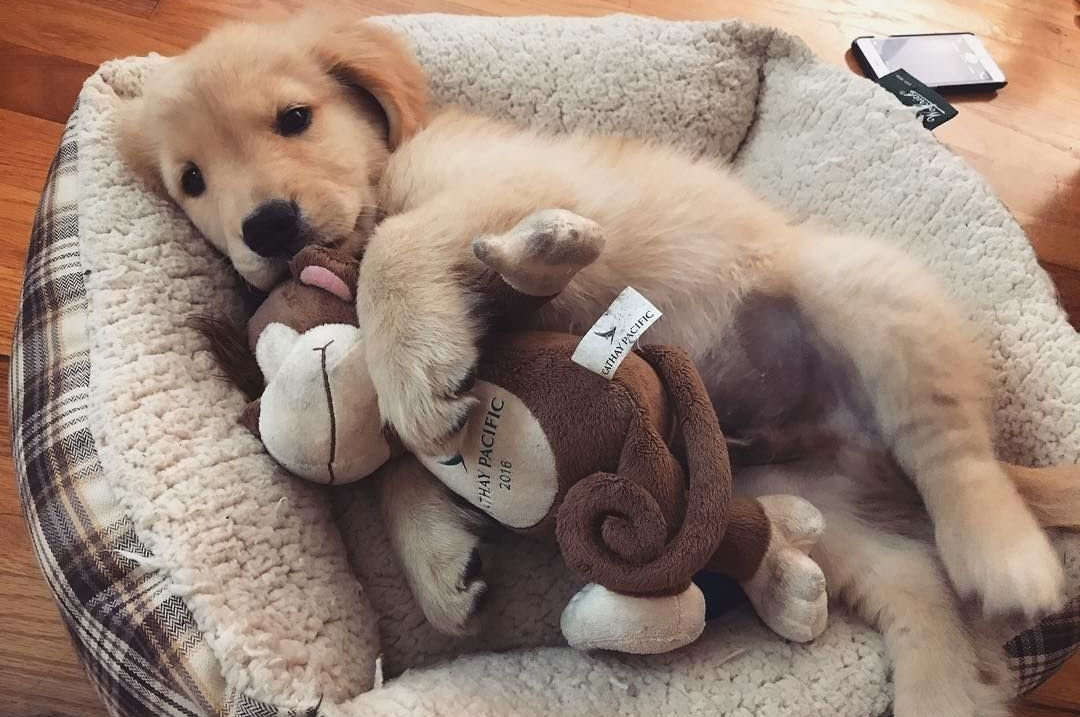 Comment dresser un chiot à dormir au même endroit la nuit