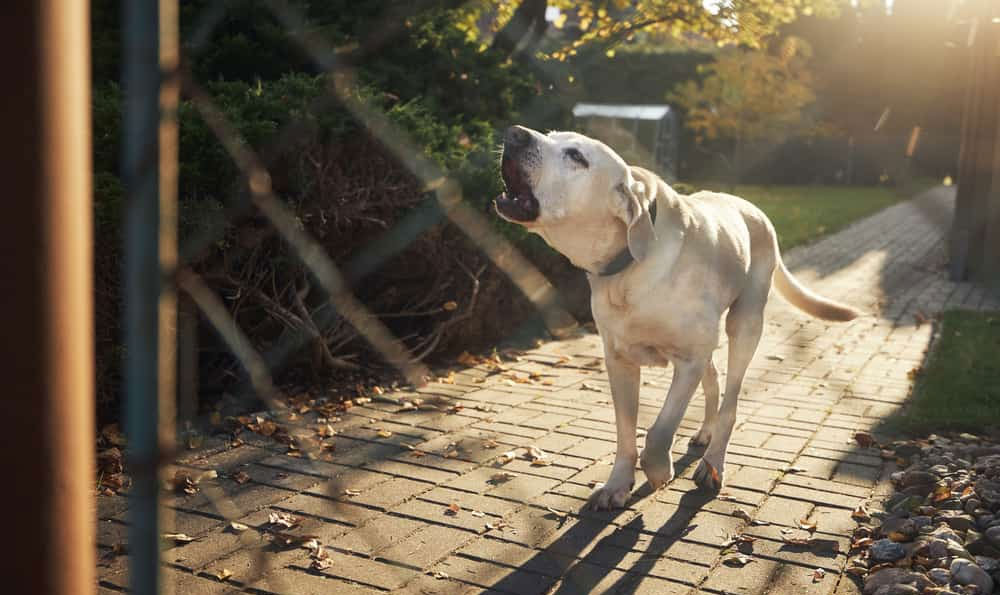 Pourquoi les chiens aboient-ils après les voitures et les vélos ?