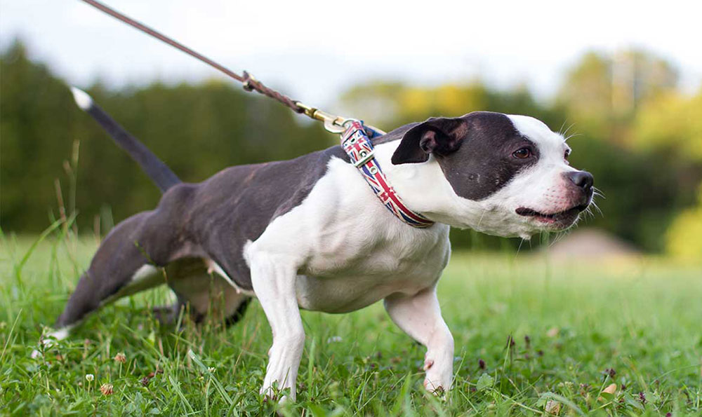 Pourquoi les chiens attaquent-ils les voitures ?