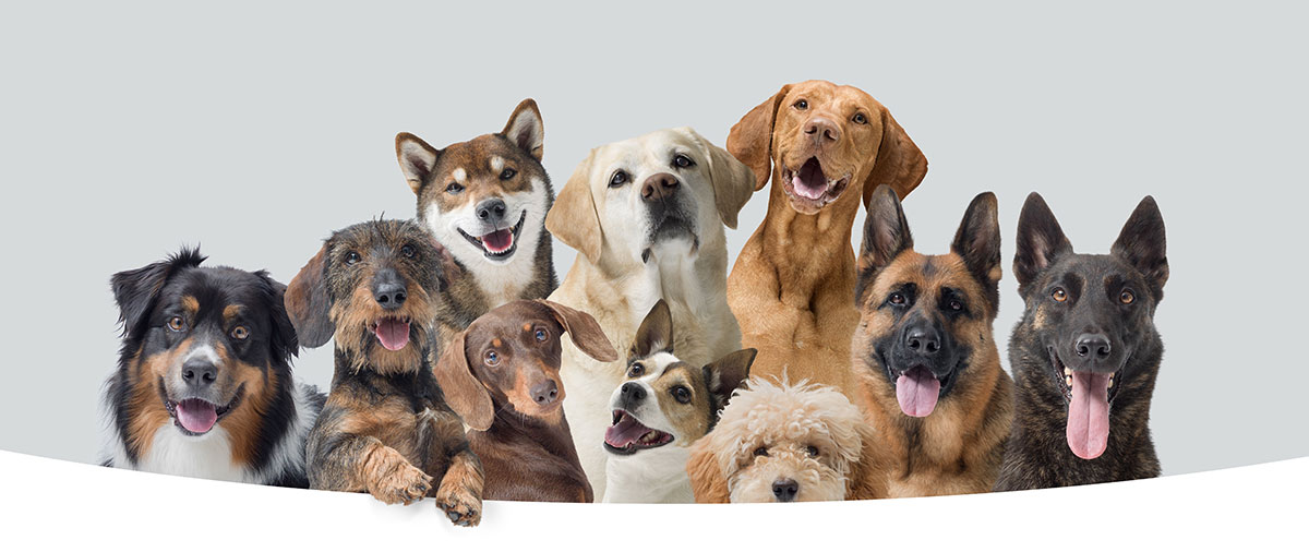 Les races de chiens les plus fidèles