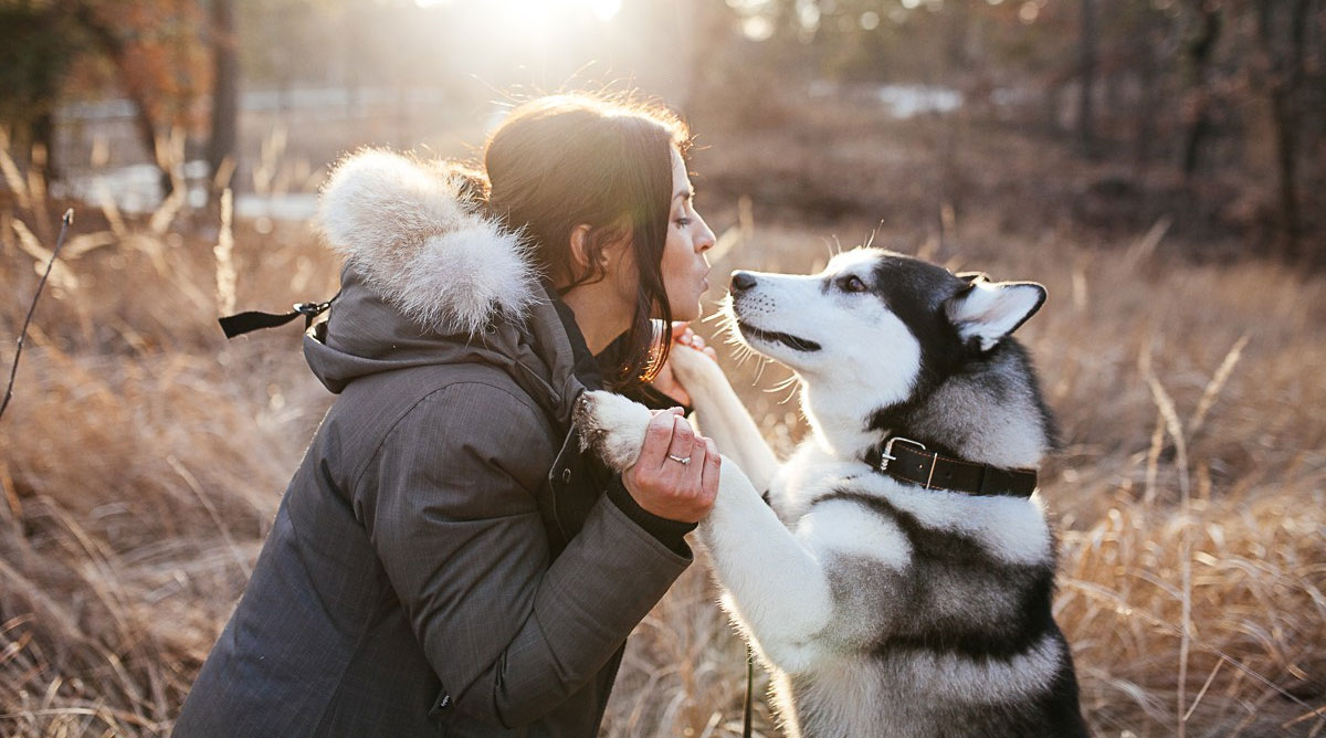 Raisons de la dévotion et de la loyauté des chiens
