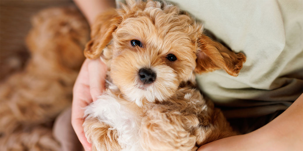 Pourquoi les chiens aiment-ils autant les gens ?