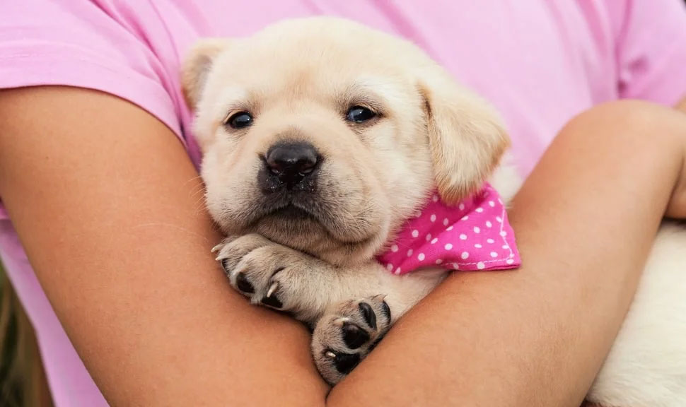 De quoi avez-vous besoin pour un chien en appartement ? Liste