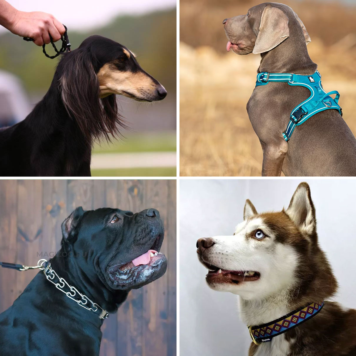 équipement pour chiens