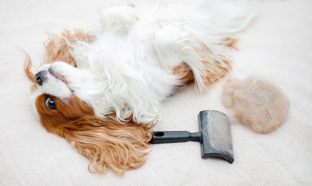 Produits et accessoires de soins pour chiens