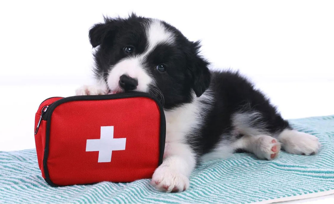 Trousse de premiers secours pour chiens