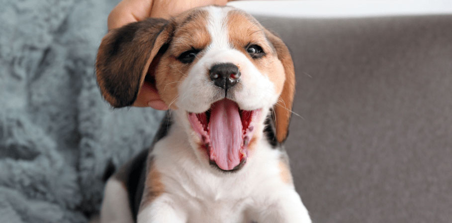 Les essentiels pour chiots