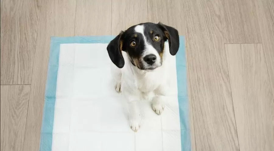 Couches jetables pour chiot