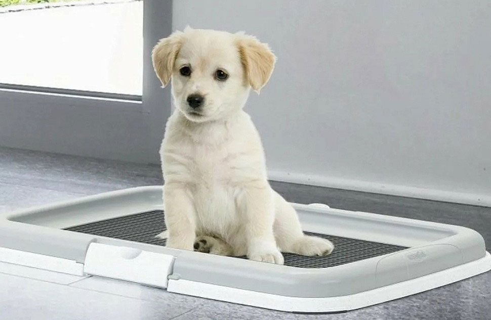 Toilettes pour chien