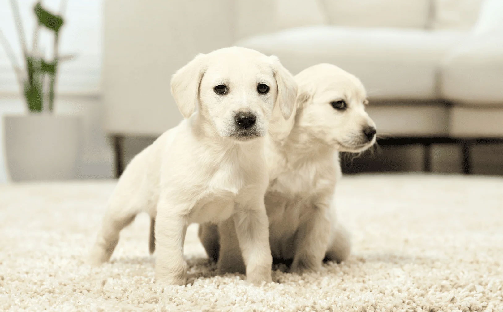 Comment déterminer le sexe d'un chiot