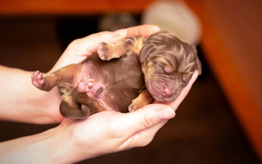 Déterminer le sexe d'un chiot à la naissance