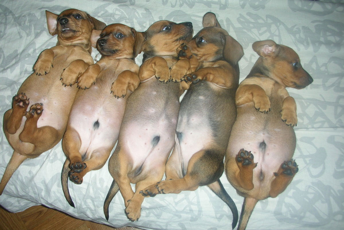 Petits chiots mâles