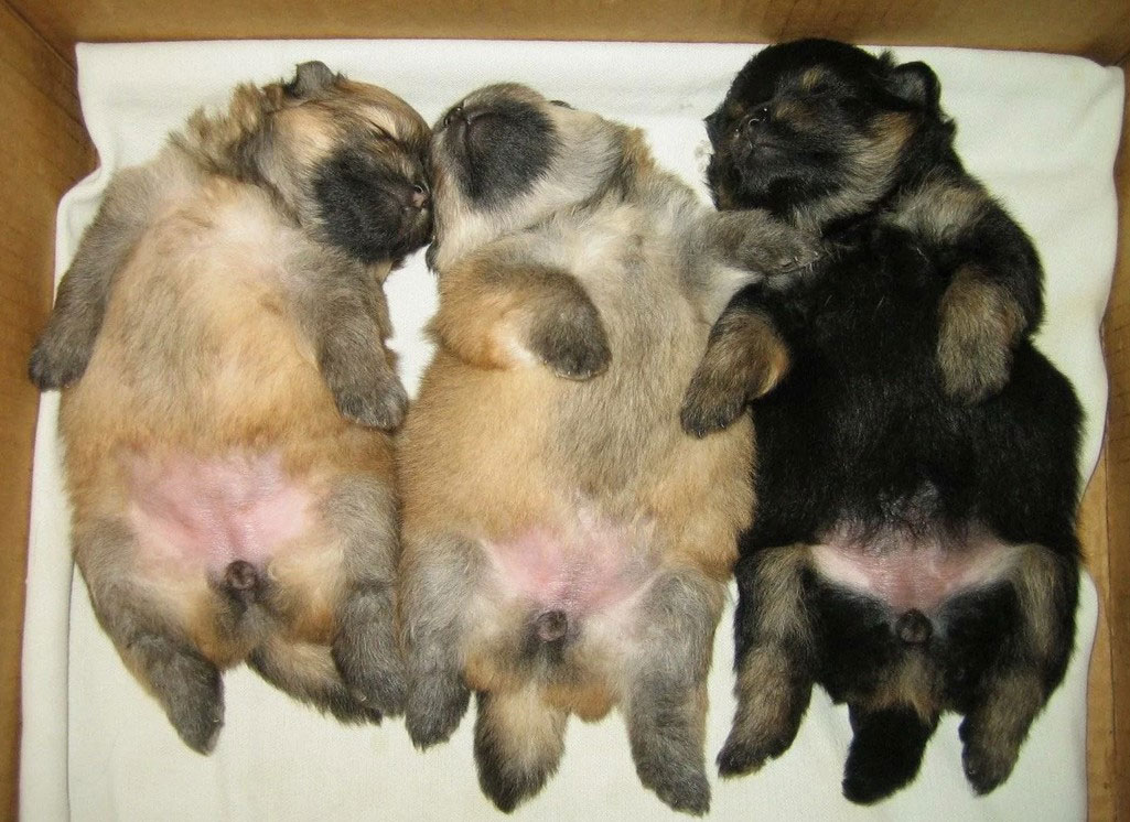 Petites chiots femelles