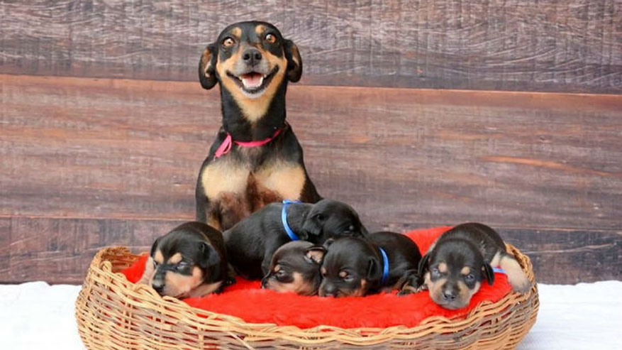 Est-il possible de connaître le sexe des futurs chiots ?