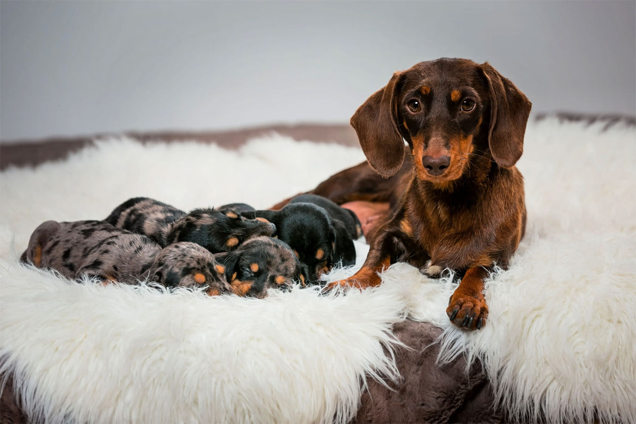 Comment déterminer le sexe d'un chiot après la naissance