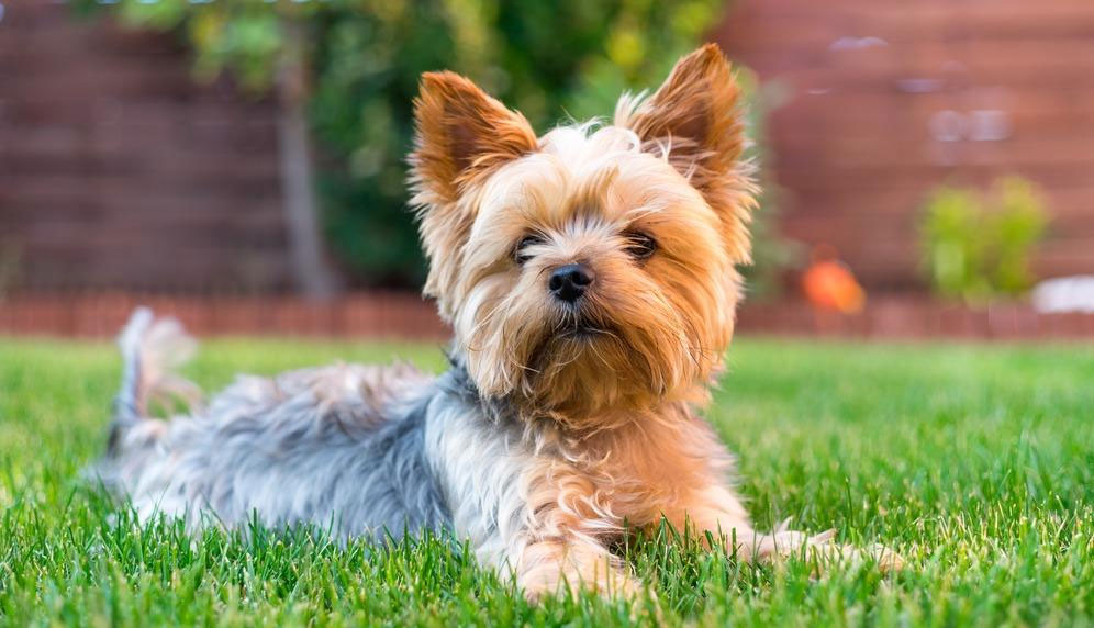 Comment dresser les oreilles d'un Yorkshire