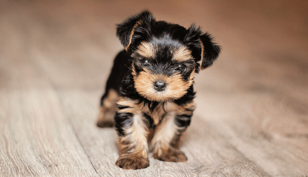 Chiot Yorkshire classique