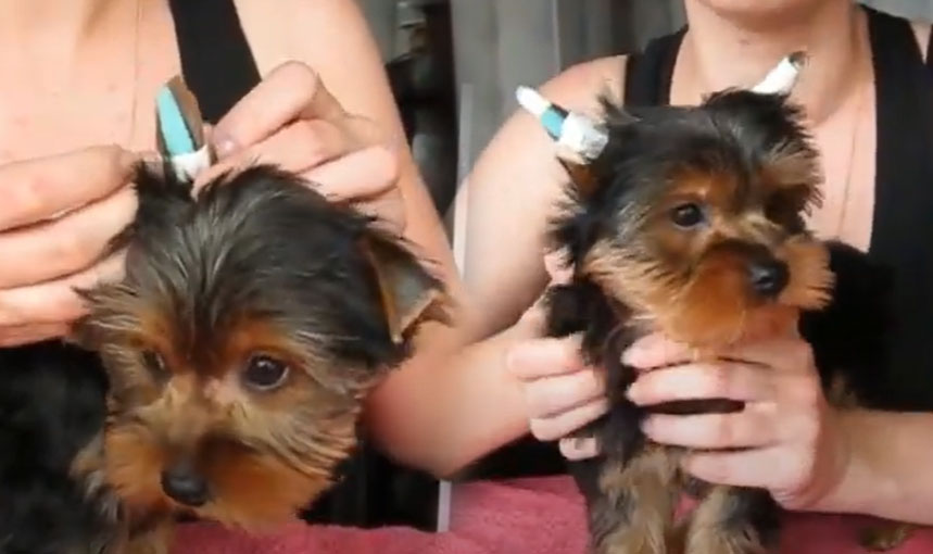 Coller les oreilles sur le cadre