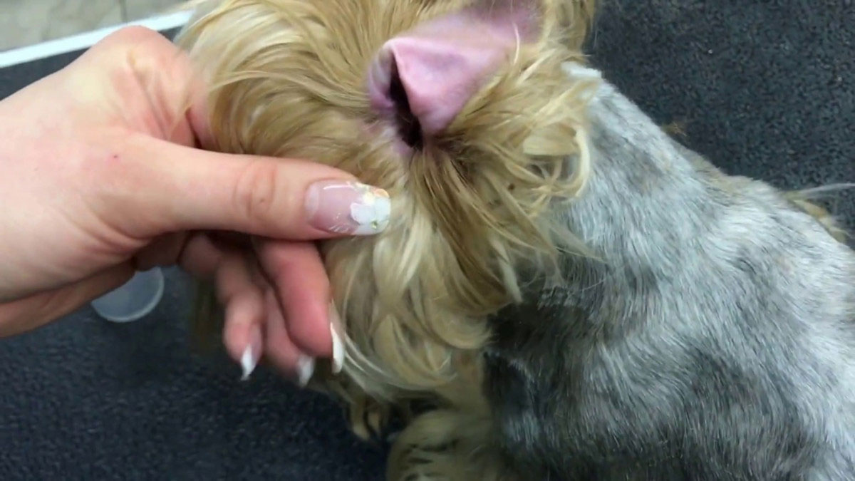 Comment raser les oreilles d'un Yorkshire