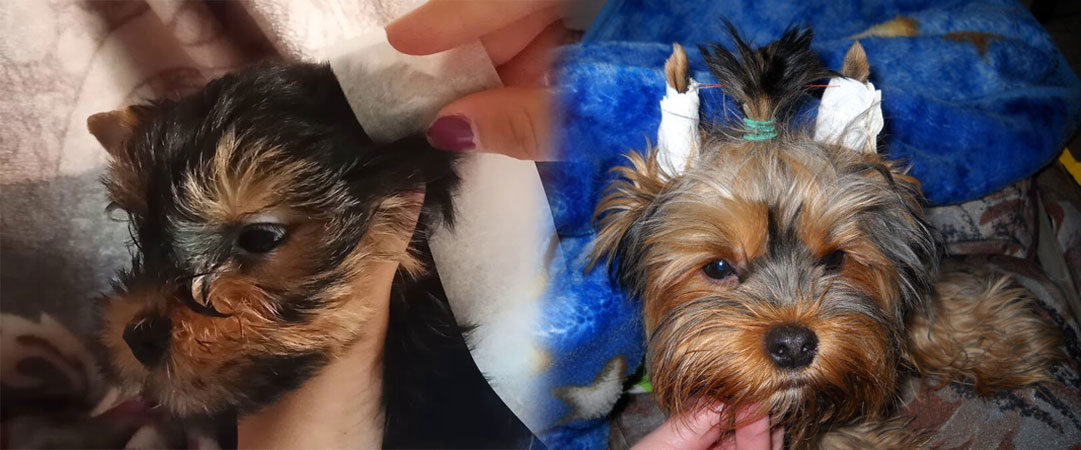 Coller les oreilles d'un chiot Yorkshire
