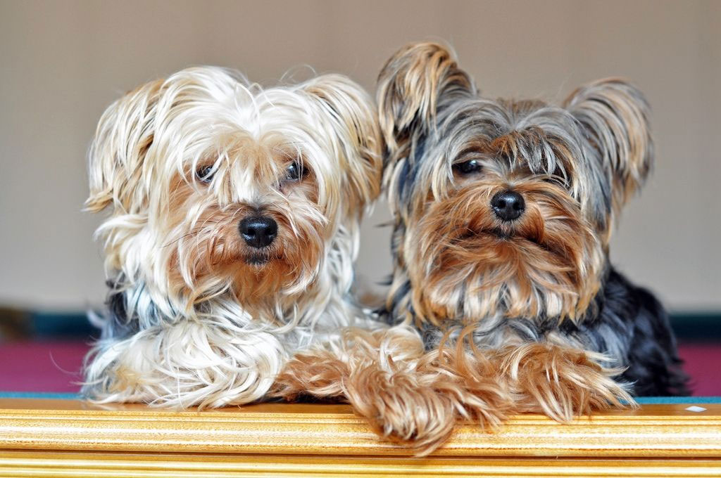 Yorkshires aux oreilles tombantes