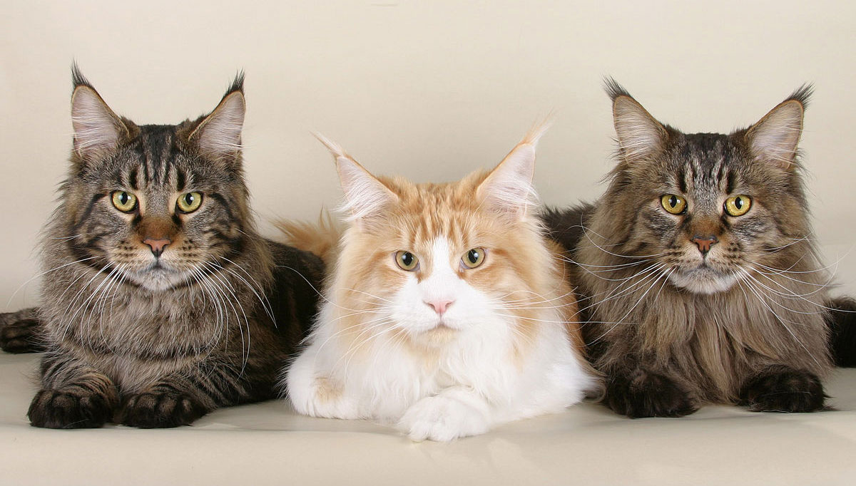 chats Maine Coon