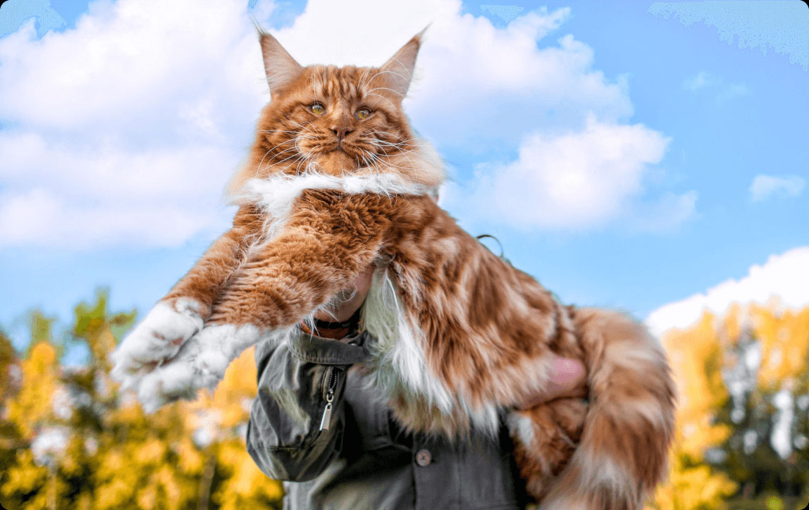 Maine Coon - soins et entretien