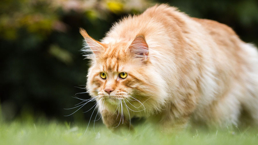 Conseils d'entretien pour un chat Maine Coon