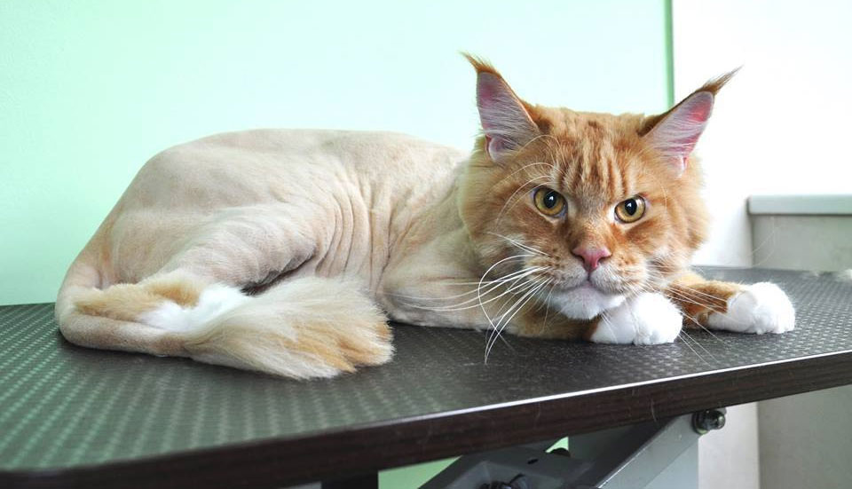 Peut-on couper les poils d'un Maine Coon ?
