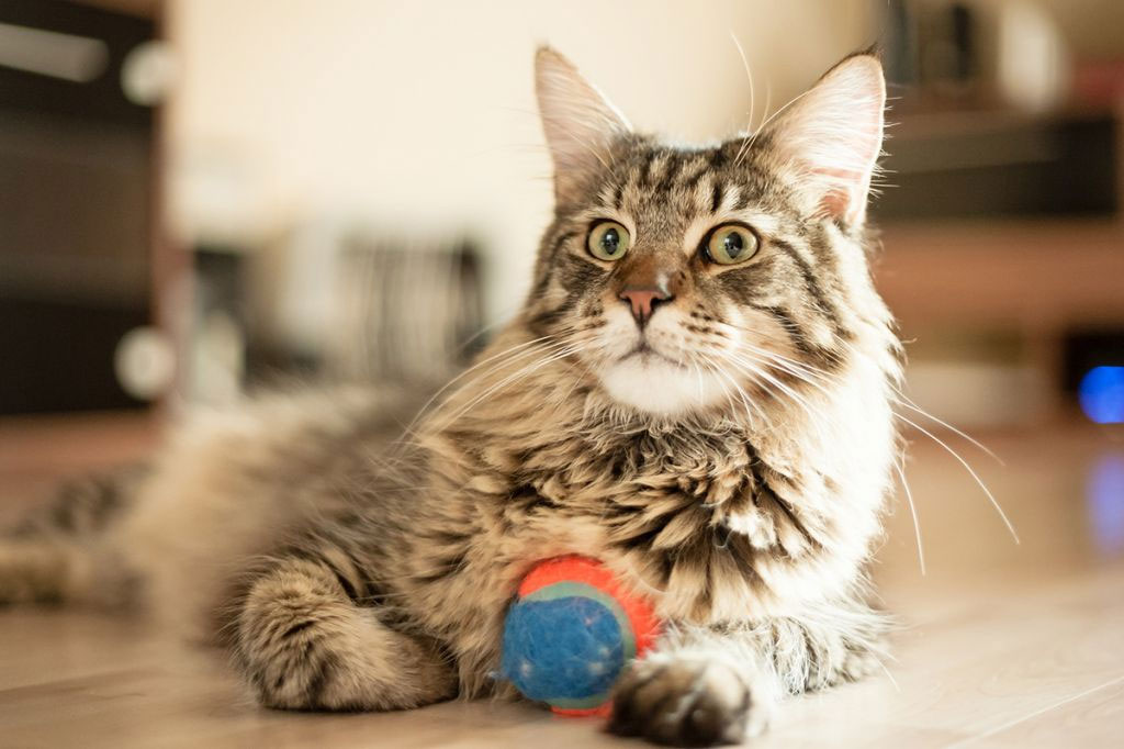 De quoi un Maine Coon a-t-il besoin à la maison ?