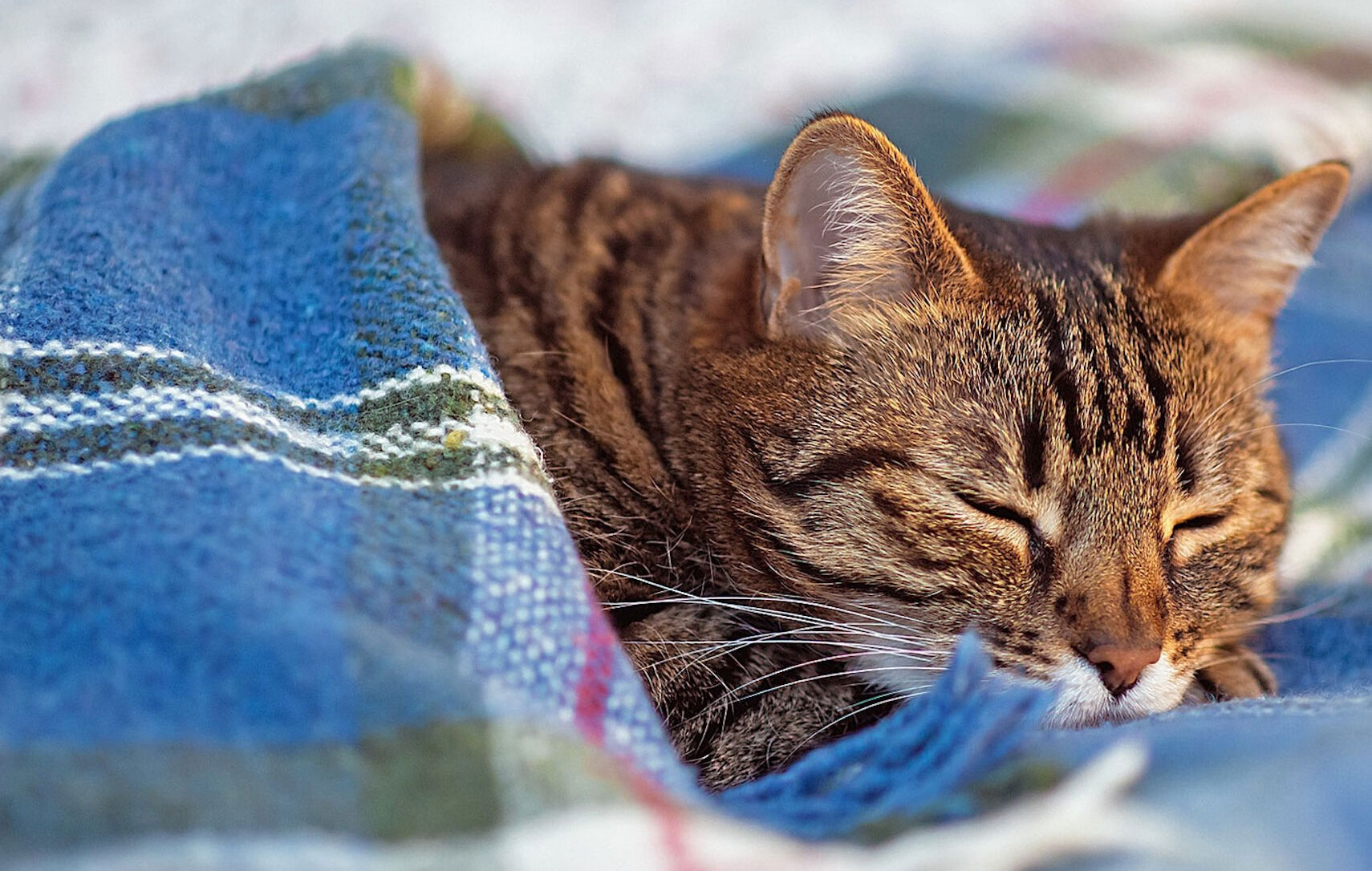 Types de ronflements chez les chats