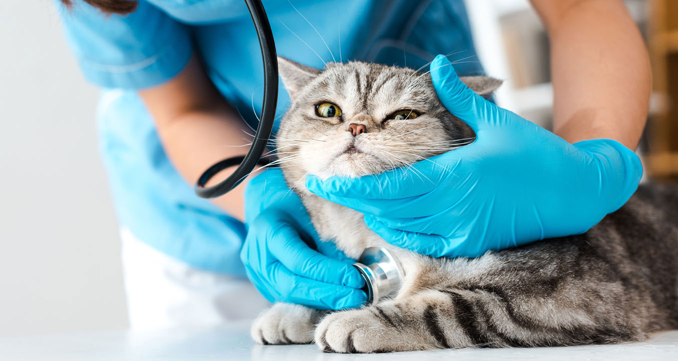 Causes médicales du ronflement chez les chats