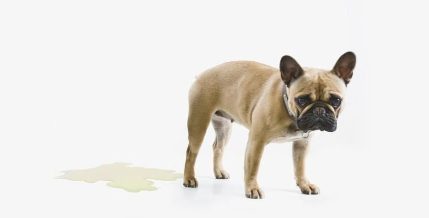 Causes de l'incontinence urinaire chez le chien : causes et traitement