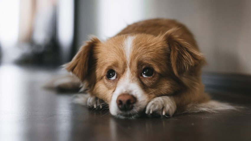 Pourquoi les chiens deviennent-ils incontinents ?