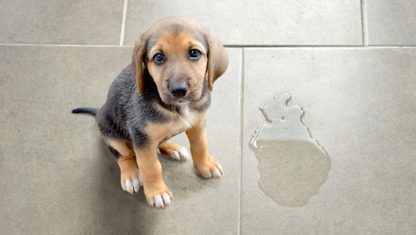 Le stress et l'hyperactivité comme causes de pipis fréquents chez les chiots
