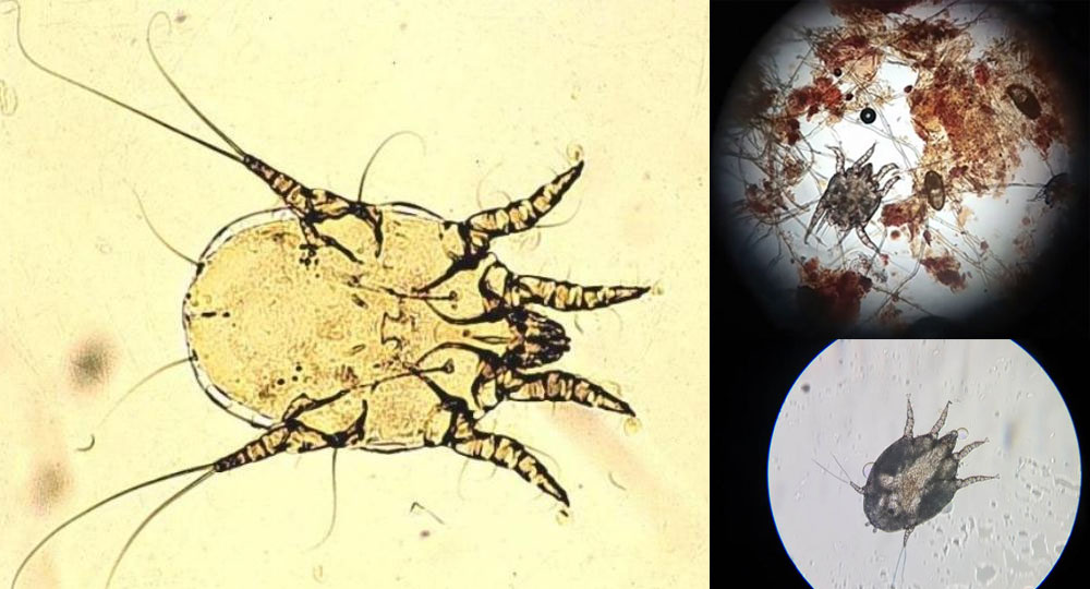 acarien de l'oreille Otodectes