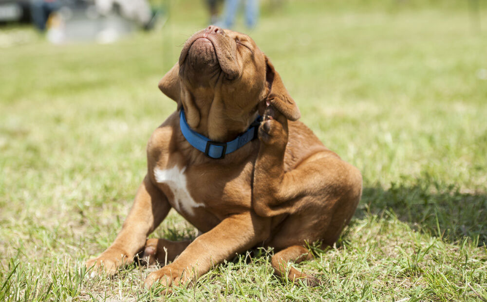 Le chien se gratte l'oreille avec sa patte.