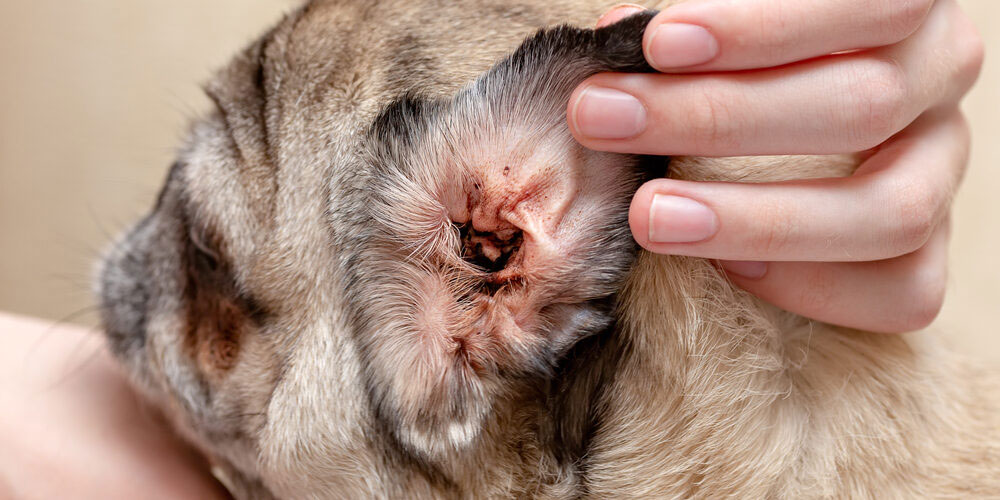 Acariens des oreilles chez le chien : symptômes et traitement