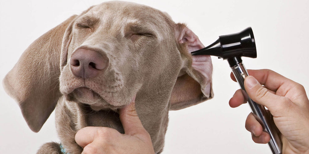 Méthodes de diagnostic de la gale auriculaire chez le chien